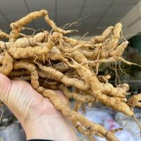 新鲜现挖巴戟天凤眼根批发农户直销划算巴戟鸡肠风煲汤泡酒料 一斤价