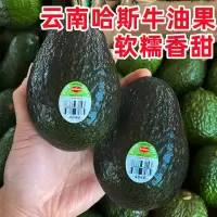 牛油果新鲜牛油果墨西哥鳄梨辅食新鲜水果