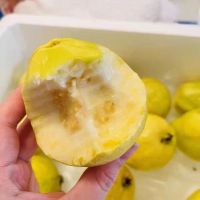 新鲜黄金奶油芭乐冰激凌芭乐软糯土番石榴水果鸡屎果