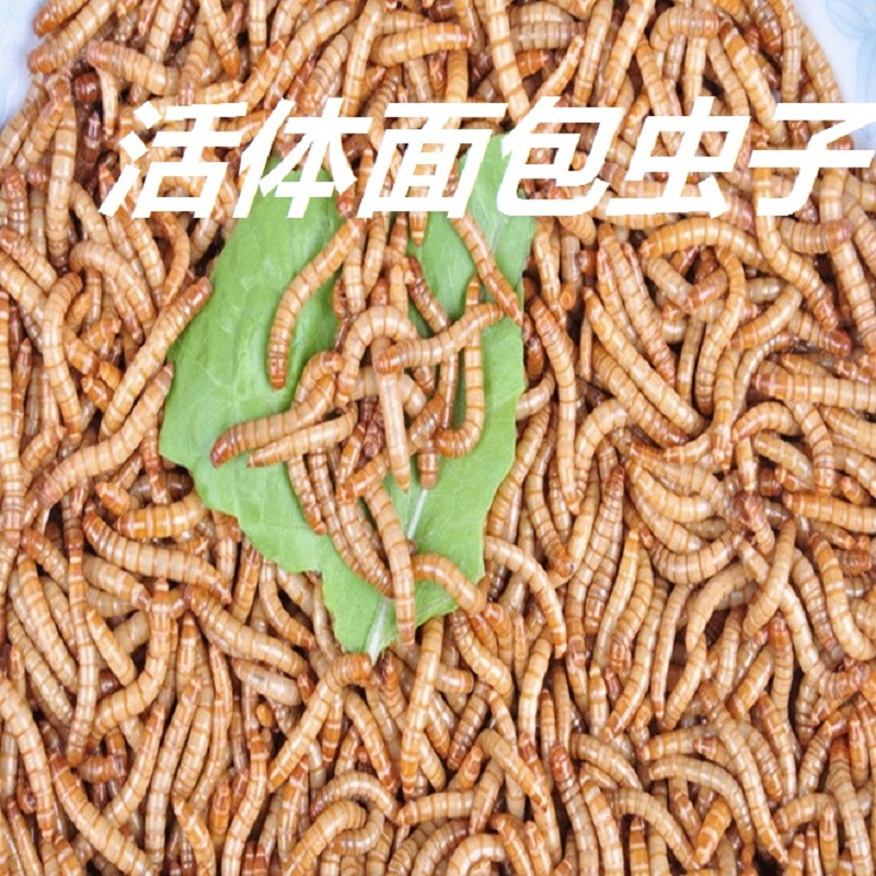 面包虫 黄粉虫爬虫饲料鹦鹉八哥画眉 鱼乌龟饵料 面包虫子