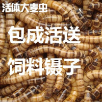 养殖场大麦虫 龙鱼 乌龟 蜥蜴 蜘蛛 宠物饲料 500克一斤净重