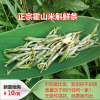 康顺堂正宗米斛新鲜条 霍山石斛鲜条米斛50g 5年仿野生米斛苗新鲜条非铁皮石斛枫斗滋补中药 正宗霍山石斛 米斛