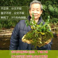 康顺堂铁皮石斛苗石斛盆栽 4丛3年仿野生石斛大苗可食用铁皮石斛兰花苗绿植盆景 4丛铁皮石斛苗120块 配基质肥料书