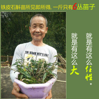 康顺堂铁皮石斛苗石斛盆栽 4丛3年仿野生石斛大苗可食用铁皮石斛兰花苗绿植盆景 4丛铁皮石斛苗120块 配基质肥料书