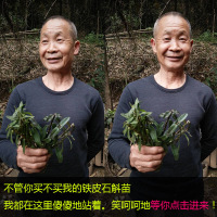 康顺堂铁皮石斛苗石斛盆栽 4丛3年仿野生石斛大苗可食用铁皮石斛兰花苗绿植盆景 4丛铁皮石斛苗120块 配基质肥料书