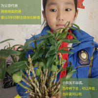 康顺堂铁皮石斛苗石斛盆栽 4丛3年仿野生石斛大苗可食用铁皮石斛兰花苗绿植盆景 4丛铁皮石斛苗120块 配基质肥料书