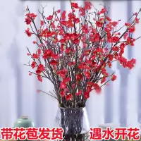 古达梅花干枝遇水开花水生雪柳富贵竹窗台客厅办公桌冬季水培植物花卉