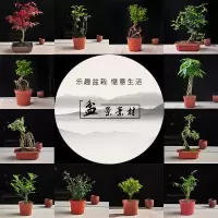 古达盆景植物悬崖提根素材文竹榆树六月雪赤楠清香木红枫紫檀米竹雀梅