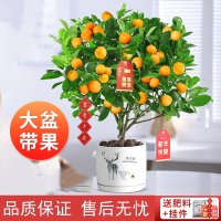 古达四季金桔树苗盆栽客厅招财植物室内花卉绿植小橘子盆景好养年宵花