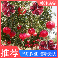 古达石榴树树苗突尼斯软籽石榴带土特大盆栽庭院果树无籽石榴树苗果苗
