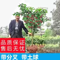 古达车厘子树苗大樱桃树苗盆栽地栽南方北方种植美早俄罗斯樱桃苖果苗