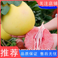 古达正宗嫁接柚子树苗红心蜜柚盆栽地栽南北方种植三红蜜柚苗当年结果