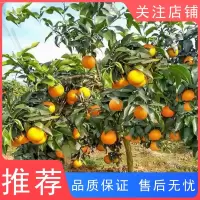 古达早熟黄岩无核蜜桔苗嫁接桔子树苗甜橘子黄岩蜜桔盆栽果树苗当年结果树