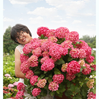 海蒂的花园绣球花苗无尽夏花卉植物海妈花园阳台有松大花盆栽树苗
