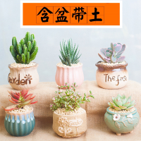 古达盆栽室内新款多肉植物组合玉露花盆土套餐新手绿植花卉