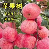 苹果树苗盆栽南方北方种植地栽冰糖心苹果苗活苗矮化果树