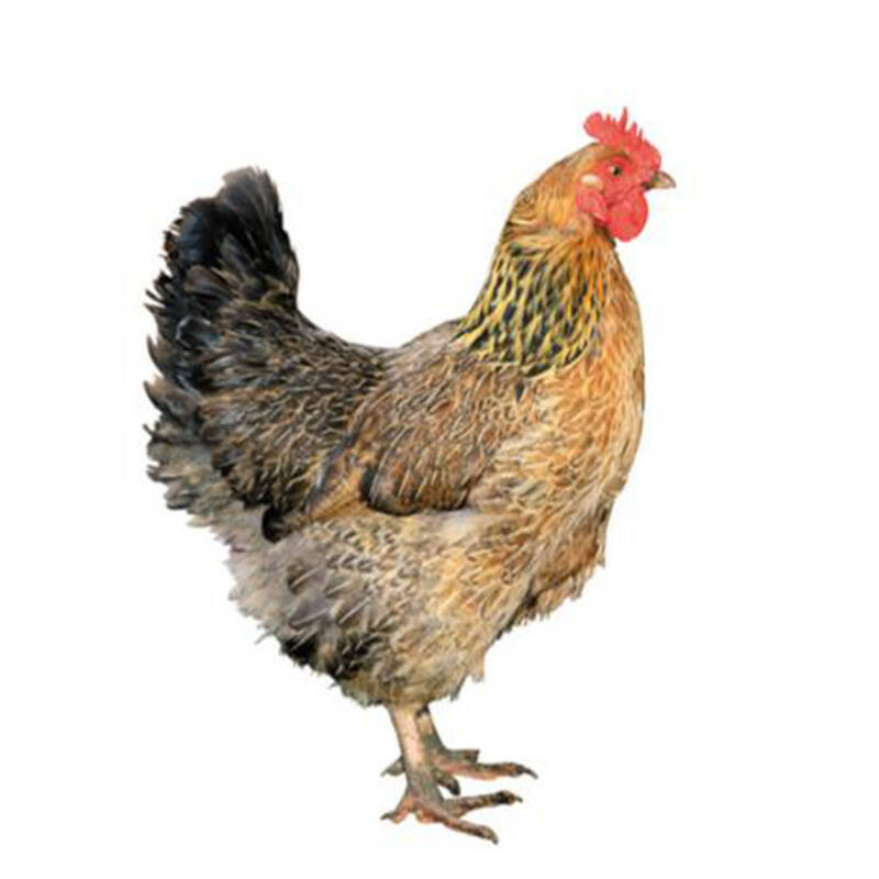 麻母鸡1只整鸡约125kg退毛留内脏新鲜鸡肉ci