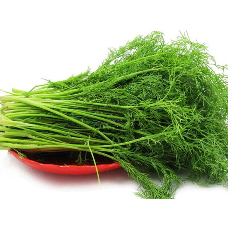 农聚源叶菜类茴香菜500g 茴香苗莳萝新鲜蔬菜as 价格图片品牌报价 苏宁易购农聚源官方旗舰店