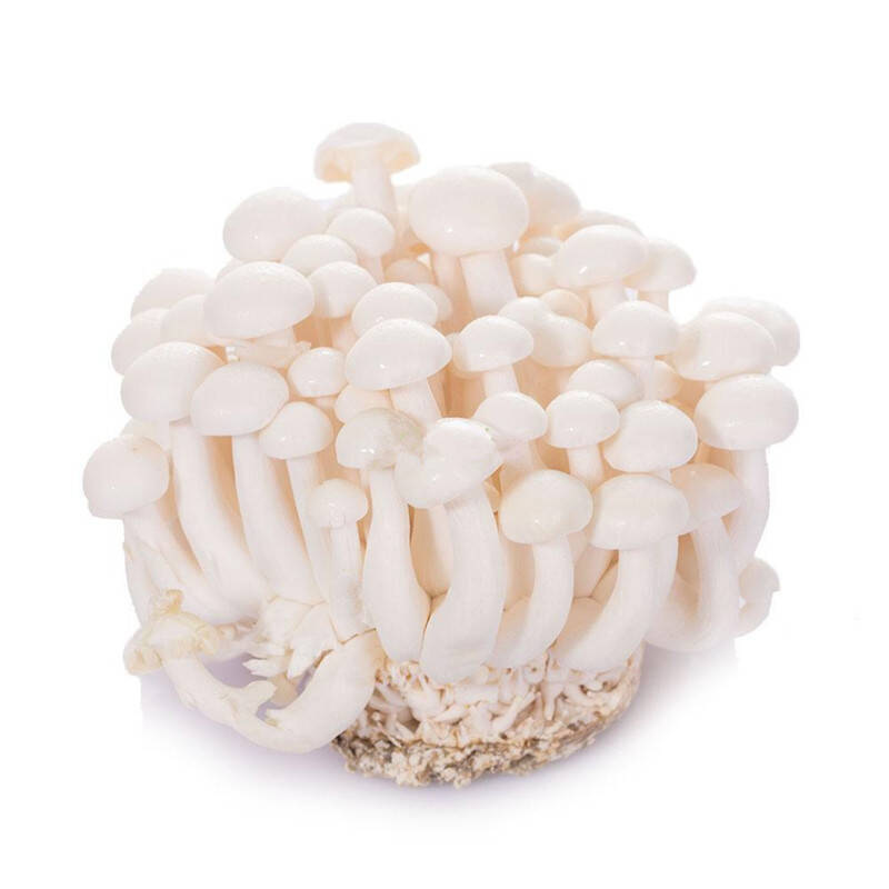 农聚源菌菇类 农聚源 白玉菇 300g/两盒 蘑菇 新鲜蔬菜菌菇 as【价格