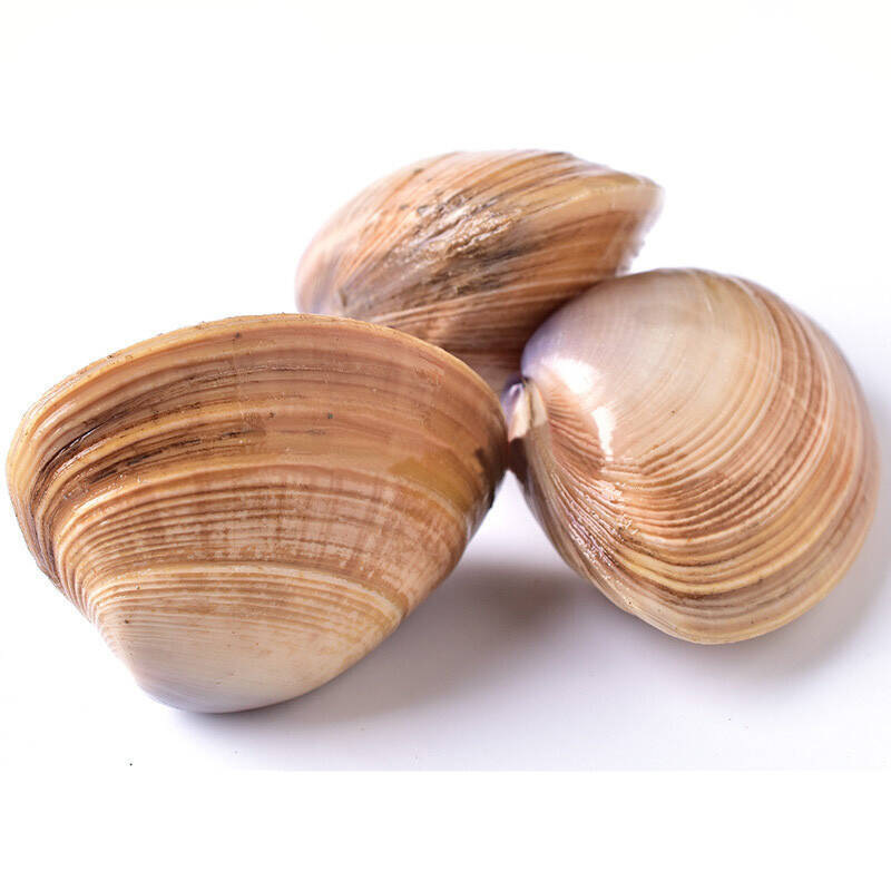 农聚源白蛤500g蛤蜊白蛤蜊花甲新鲜产发yq