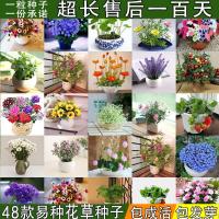 特价 四季播种易活花种子 室内外花卉绿植盆栽 阳台花草植物（请先与客服确认再下单）