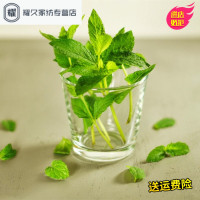 罗勒 薄荷 香草种子 食用驱蚊草 柠檬薄荷 四季阳台盆栽(请先与客服确认再下单)