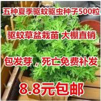 盆栽花卉驱蚊草艾草 薄荷 夜来香种子 买二送肥料再送生根粉(请先与客服确认再下单)