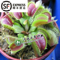 夏季花卉食虫草种 种子 猪笼草种子 捕虫草驱蚊草种子(请先与客服确认再下单)