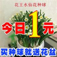 水仙种球种子桌面花卉绿植盆栽室内水培植物风信子百合洋水仙花(请先与客服确认再下单)
