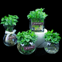 留香薄荷夏季水培植物柠檬可食用阳台盆栽驱蚊草办公室内玻璃盆景(请先与客服确认再下单)