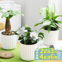 财树栀子花清香木驱蚊草绿萝水培植物办公室内盆栽芦荟绿植花卉（请先与客服确认再下单）