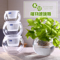 水养植物器皿水培绿萝玻璃瓶水培植物玻璃瓶玻璃鱼缸水培花瓶大号（请先与客服确认再下单）