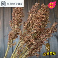 原生态高梁 天然有穗高粱装饰花 干花道具场景布置饱满小麦大麦穗（请先与客服确认再下单）