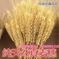 天然麦穗干花花束小麦穗拍照道具拍摄影背景真大麦子装饰开业大麦（请先与客服确认再下单）