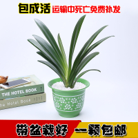 苗圃直销蝴蝶兰室内花卉绿植盆栽花卉君子兰盆景植物君子兰花苗（请先与客服确认再下单）