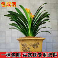 高档办公桌蝴蝶兰室内花卉绿植盆栽花卉君子兰盆景植物君子兰花苗(请先与客服确认再下单)