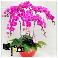 室内外桌面花卉绿植盆栽君子兰花苗盆景美观净化空气耐寒(请先与客服确认再下单)