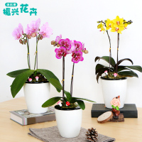 [满4送1]精品开花蝴蝶兰带花苞兰花鲜花盆栽绿植懒人盆在兰花卉（请先与客服确认再下单）