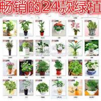 薄荷财树红掌君子兰绿萝蝴蝶兰铜钱草驱蚊草绿植花卉種子。（请先与客服确认再下单）