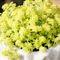 黄金万年草 群生小叶 多肉植物 配盆漂亮 含盆货(请先与客服确认再下单)