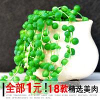 园艺 多肉植物 佛珠珍珠吊兰组合批1元花卉绿植盆栽室内(请先与客服确认再下单)