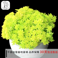 园艺| 黄金薄雪万年草多肉植物办公室组合绿植防辐射多肉盆栽(请先与客服确认再下单)