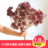 园艺|黑法师系列铜壶万圣节多肉植物办公室组合绿植多肉盆栽（请先与客服确认再下单）