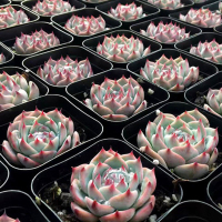 1元稀有多肉植物吉娃娃水蜜桃粉山地玫瑰花卉紫珍珠黑法师萌肉肉(请先与客服确认再下单)