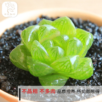 园艺|水晶玉露 多肉植物办公室组合防辐射多肉绿植盆栽花卉(请先与客服确认再下单)