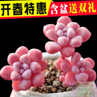 园艺 多肉植物 丸叶姬秋丽 办公室盆栽吸甲醛多肉组合含盆土(请先与客服确认再下单)