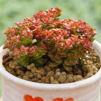 小米星 3头以上 群生 多肉植物组合盆栽 满额(请先与客服确认再下单)