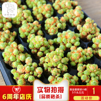 园艺|山地玫瑰多肉 多肉植物组合防辐射绿植办公桌创意花卉(请先与客服确认再下单)