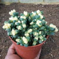 鹿角海棠锦多肉植物 药锦 白松锦 多头群生散群 可爱萌肉肉防辐射(请先与客服确认再下单)