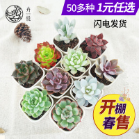1元 多肉植物组合盆栽 花卉嘟嘟室内特价批 含盆送土(请先与客服确认再下单)
